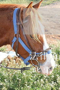 法律角度談“聘禮、彩禮”，說說“彩禮”那些事兒